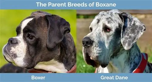 Rasele părinte ale Boxane - Boxer și Great Dane