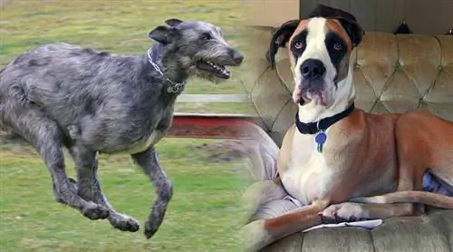 Ierse Deen (Ierse Wolfshond & Great Dane Mix): info, afbeeldingen, eigenschappen