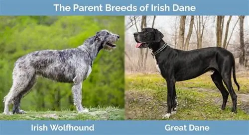 Races parentales de danois irlandais