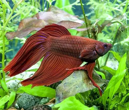 Red Veiltail erkek betta akvaryum içinde