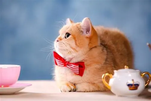 8 Amazing Necktie Ideas for Cats