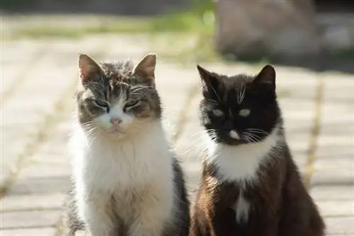 close-up van twee wilde katten