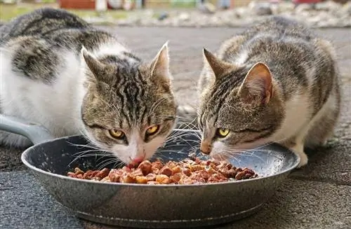 twee katten aan het eten