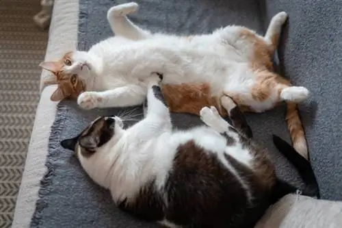 twee huiskatten slapen samen op de bank