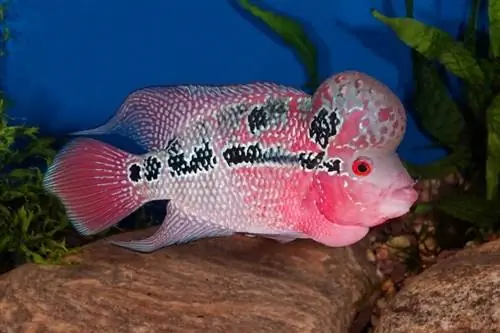 Cichlid fish Flowerhorn