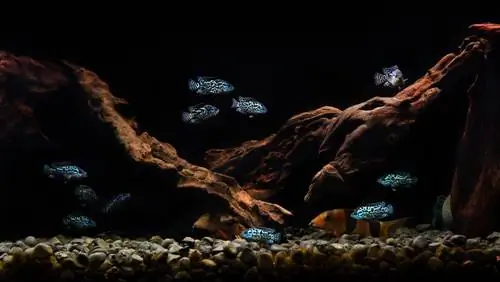 akuarium cichlid jack dempsey biru elektrik dengan teman-teman