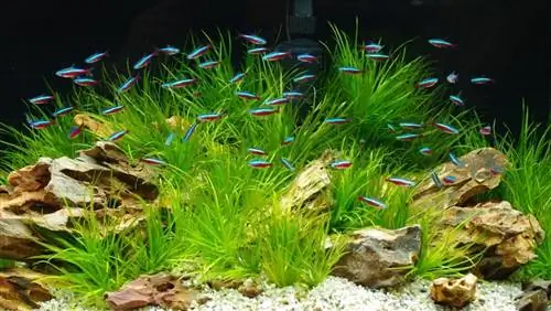 akvarium med neon tetras