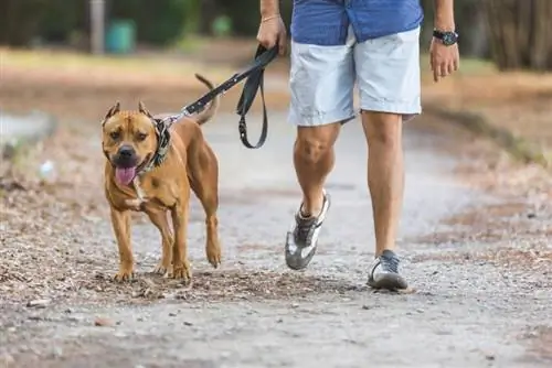 pitbull som går med sin ägare