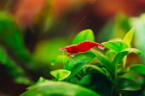 gamberetti alla ciliegia che si arrampicano sulle piante