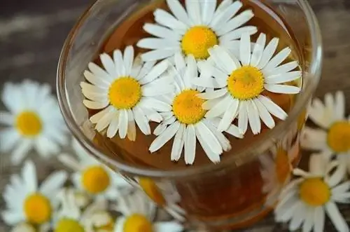 chamomile ሻይ