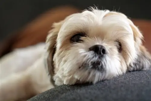 Close up White shih tzu berbaring di lantai