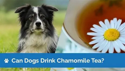 ¿Pueden los perros tomar té de manzanilla? ¿El té de manzanilla es bueno para los perros?