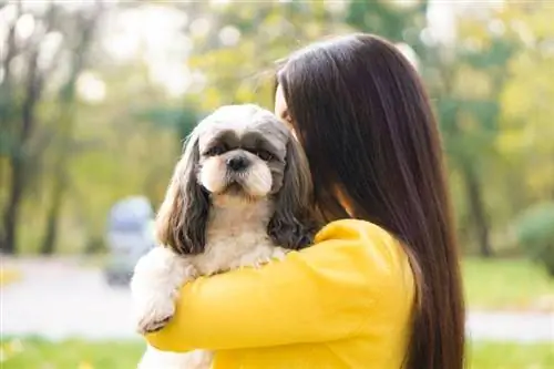 femme tient dans ses bras étreint et embrasse un chien shih tzu dans un parc d'automne