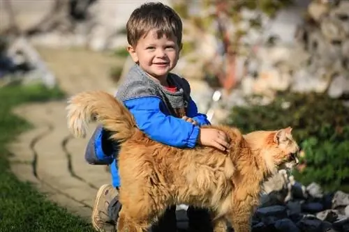 anak laki-laki bermain dengan kucing