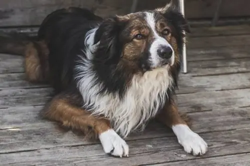 siodło border collie