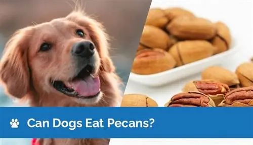 ¿Pueden los perros comer pecanas? ¿Pueden las nueces lastimar a los perros?