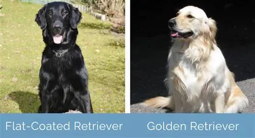 Lapos szőrű retriever vs Golden Retriever egymás mellett