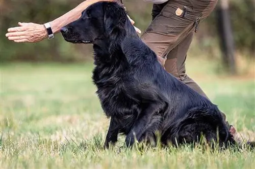 perro perdiguero de capa plana negro en entrenamiento