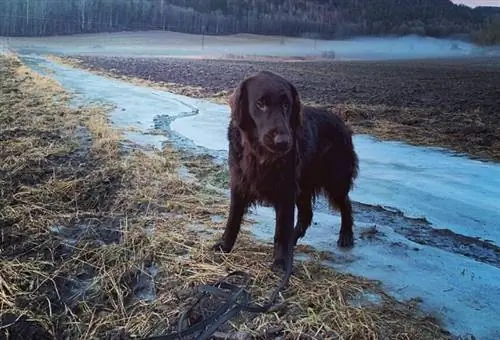 Perro perdiguero de pelo liso