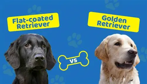 Lapos szőrű retriever vs Golden Retriever: melyiket válasszam?