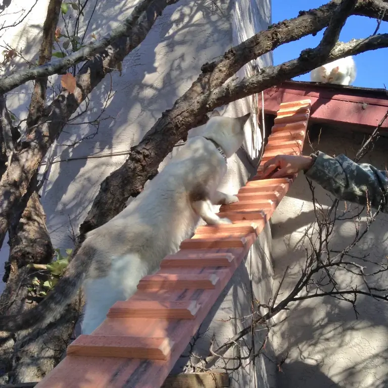 Cat Ramp Ladder Thingy-Instructables