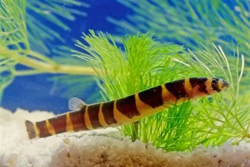 Akvariumdagi Kuhli Loach