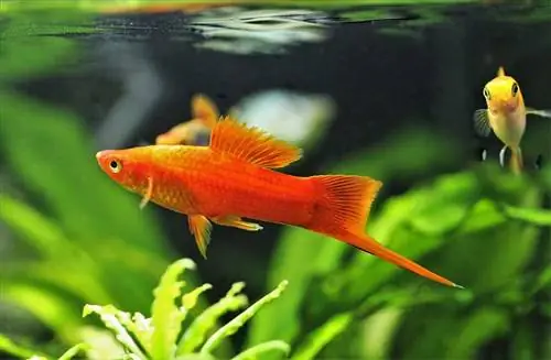 liab swordtail