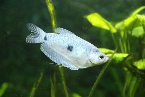 ሶስት ቦታ gourami