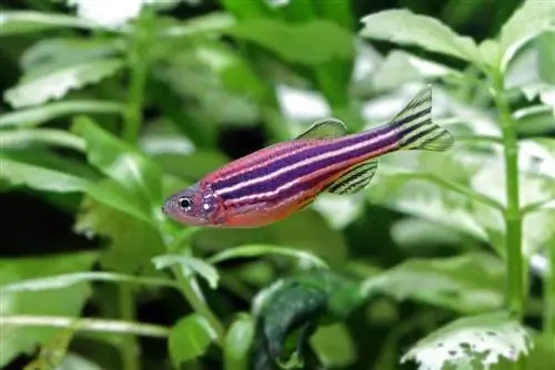 10 lieliski tanku biedri Zebra Danios (zebrafish)