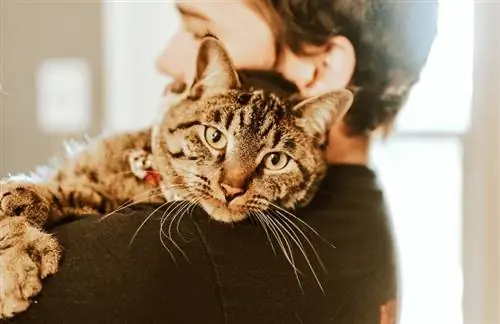 hombre abrazando a un gato atigrado