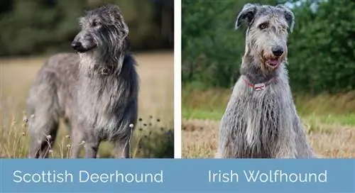 Deerhound escocês vs Wolfhound irlandês lado a lado