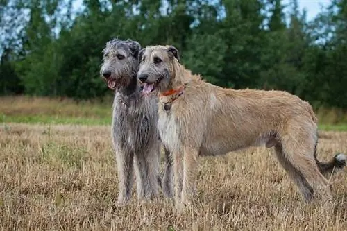 cão de caça irlandês