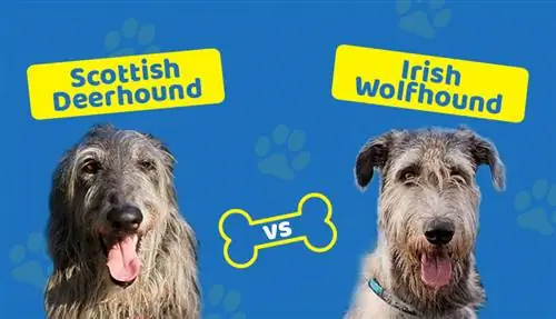 İskoç Deerhound vs İrlanda Kurt Tazısı: Fark Nedir?