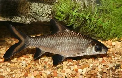 peixe tubarão bala