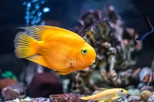 cichlid nuri darah