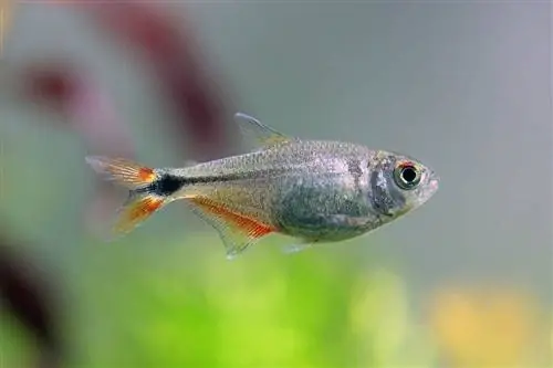 Buenosairesas tetra