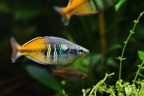 Poisson arc-en-ciel de Boeseman