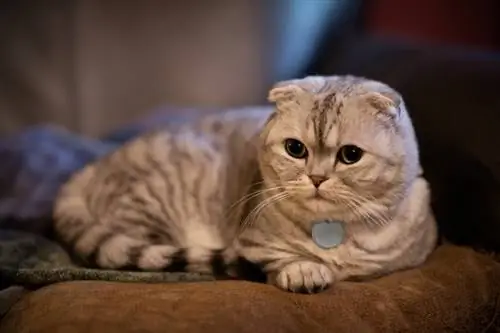 scottish fold munchkin mačka leži na jastuku