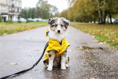 Nationale hunde i gul dag 2023: Hvornår er det & Sådan fejres