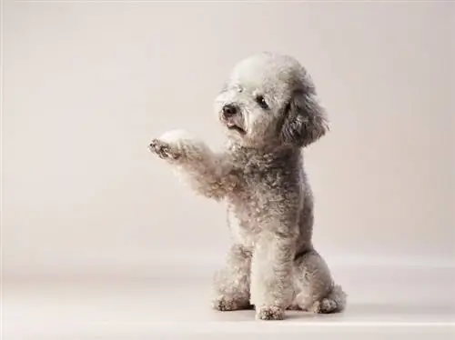 Poodle màu be bạc