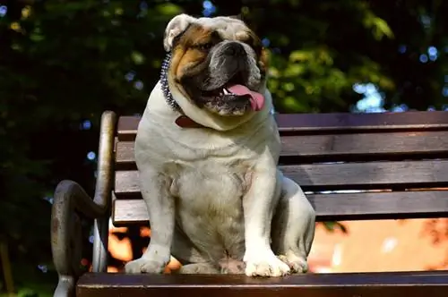 Engelse bulhond wat op die bank sit