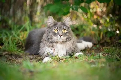 kucing maine coon tabby biru dengan bulu yang kotor