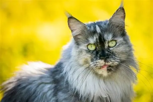 guaskë blu toroise maine Coon