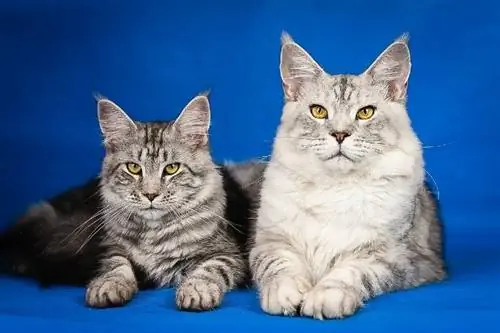 dua ekor kucing maine coon dengan latar belakang biru