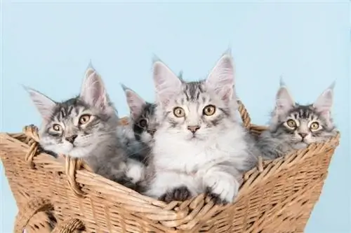 როგორ გავიგოთ, არის თუ არა თქვენი კატა Maine Coon Mix