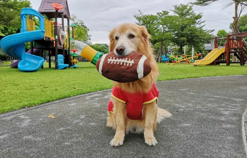 golden retriever hond met 'n speelgoed sokker in sy bek