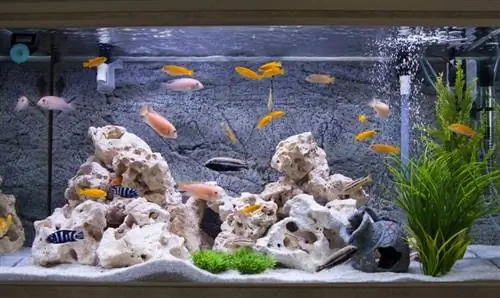 aquarium na cichlids