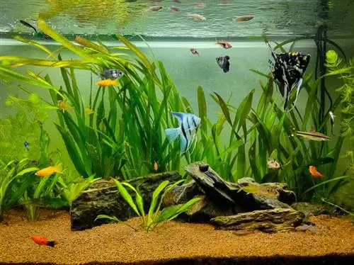 Großes bepflanztes Aquarium mit Sand-Amazonas-Schwertpflanze-Kaiserfisch-Buntbarschen