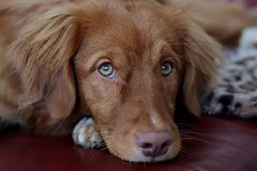 Nova Scotia Duck Tolling Retriever söt