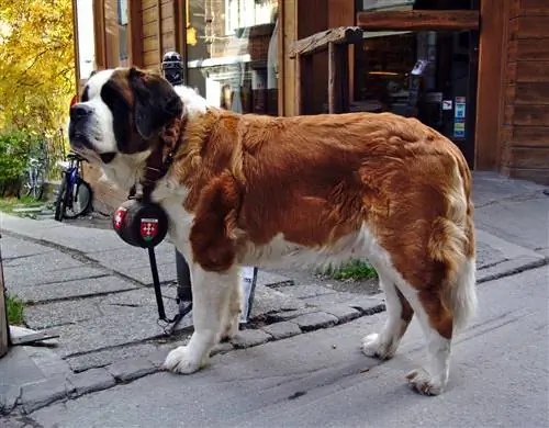 St Bernard